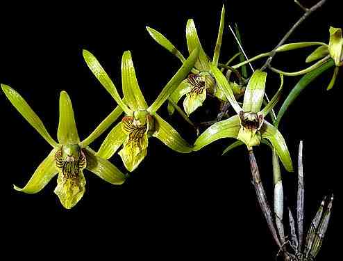 Dendrobium capra